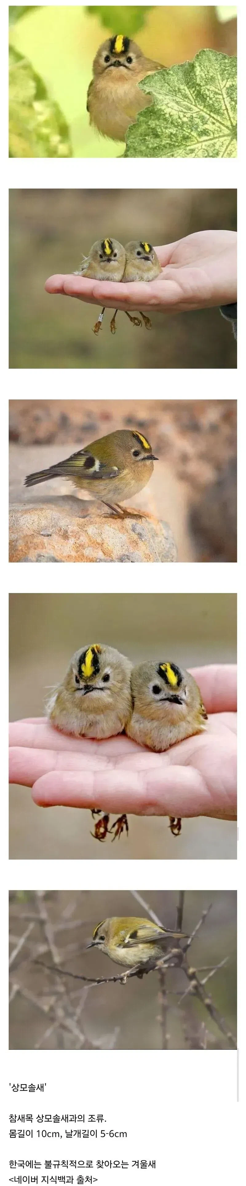 우리나라를 찾아오는 쪼꼬미 철새.JPG_1.webp