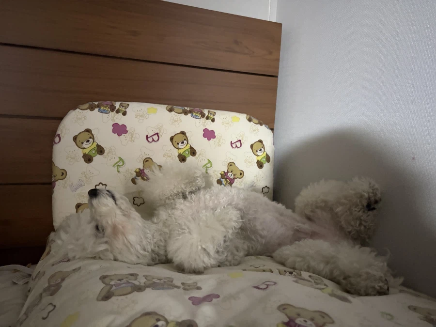 얘는 뭐 이러고 자고있냐_1.webp