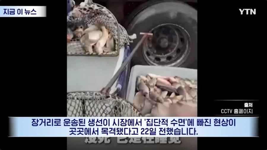 생선 마취제 때문에 난리 난 중국 근황_2.webp