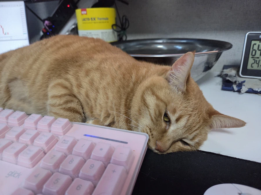 고양이가 거칠게 나를 향해 야옹을 한다_1.webp