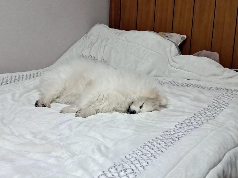 오늘은 강아지의 날이라 욕심 좀 부리겠다_10.webp