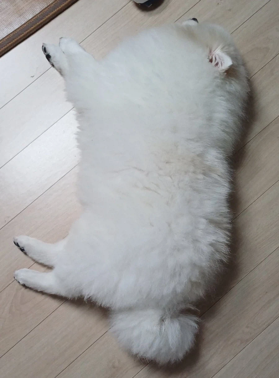 오늘은 강아지의 날이라 욕심 좀 부리겠다_13.webp