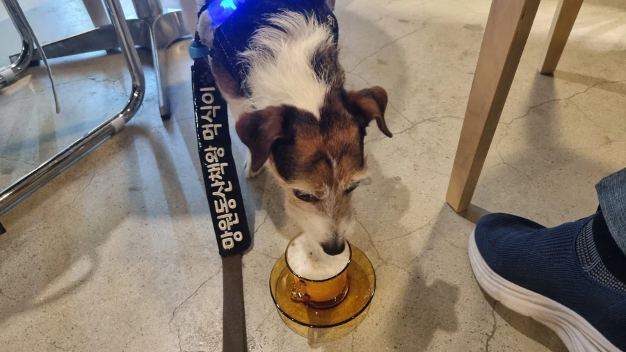 강아지의 날 기념 우리집 강아지 짤털이_7.webp