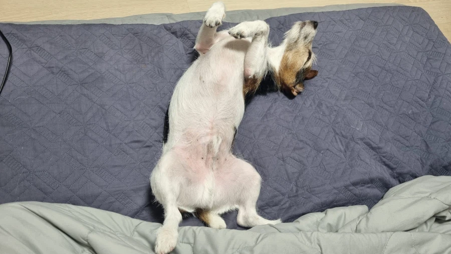 강아지의 날 기념 우리집 강아지 짤털이_13.webp