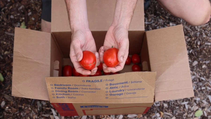맥도날드 햄부기에서 얻은 씨앗으로 토마토를 키운 아저씨_1.webp