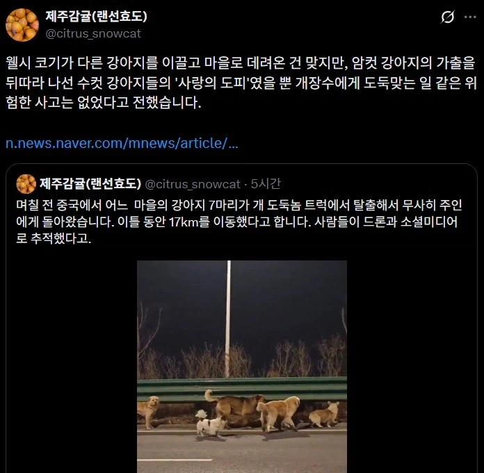 개도둑 트럭에서 탈출한 7마리 강아지_2.webp