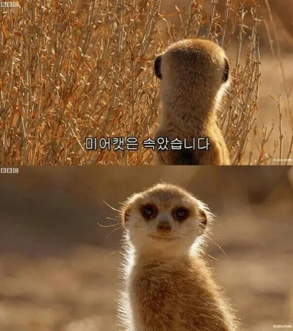 개도둑 트럭에서 탈출한 7마리 강아지_3.webp