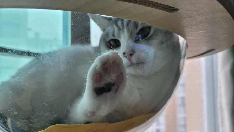 우리집 고양이 볼래요_4.webp