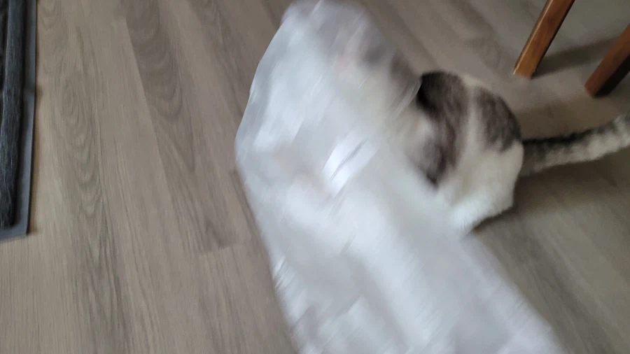 우리집 고양이 볼래요_5.webp