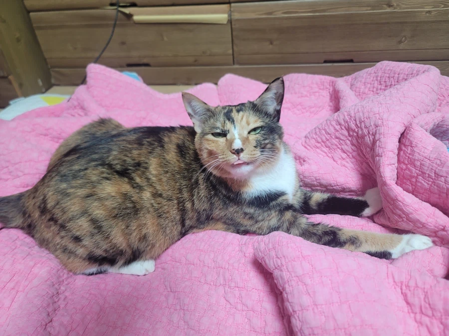 새벽에 라면먹는 유게이는 거수하시오!!! 기립하시오!!!!_4.webp