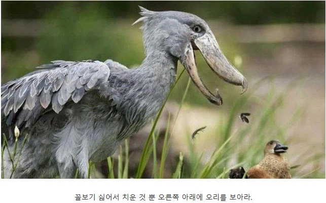 오리 먹는걸로 오해 받는 넓적부리황새_2.webp