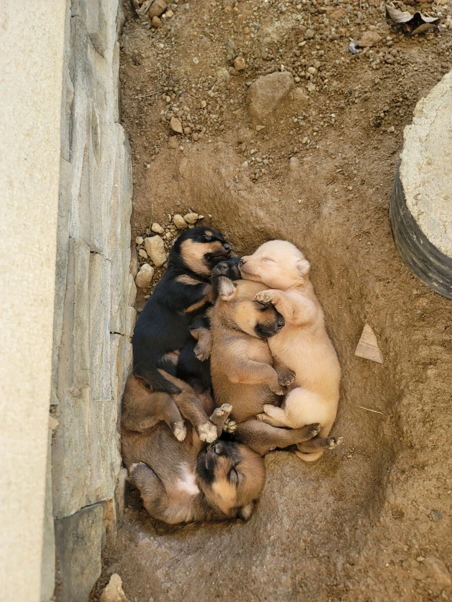 시골 똥깡아지_1.webp