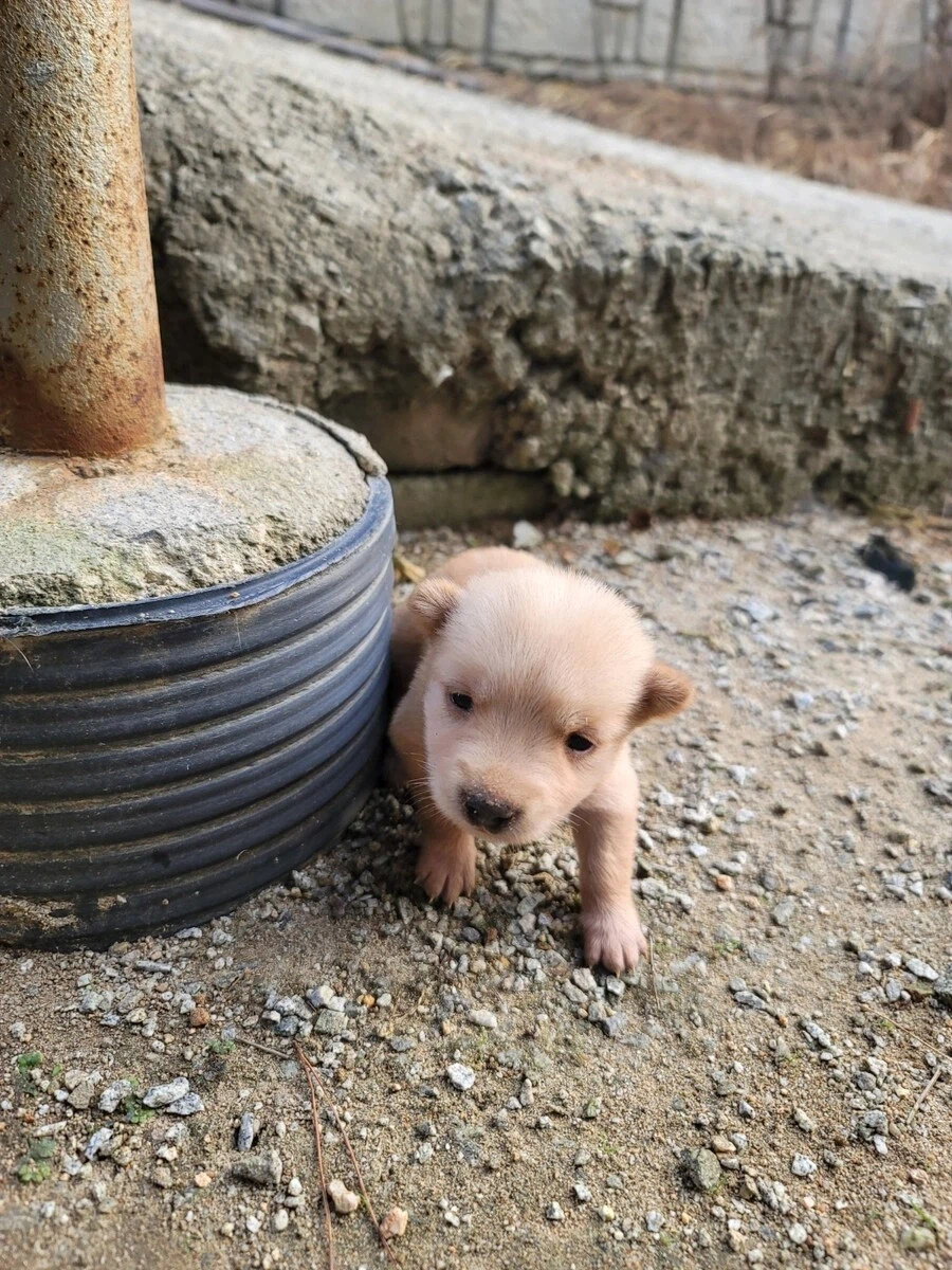 시골 똥깡아지_6.webp