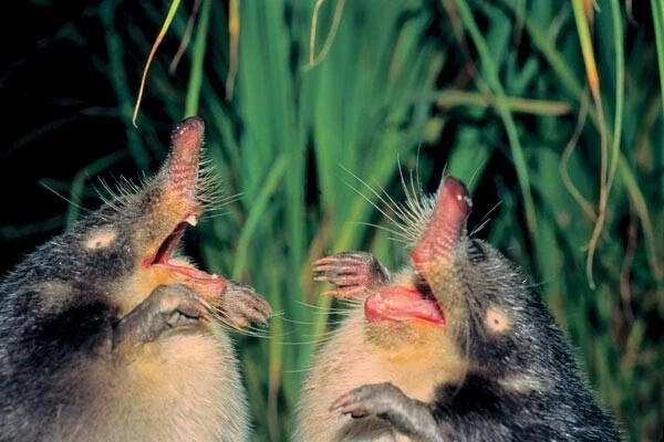 오늘은 보리스 할아버지의 사과나무 뿌리를 먹어치우자고!_1.webp