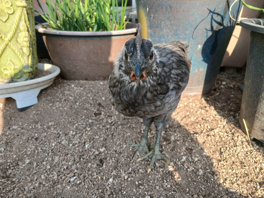 날이 건조해서 더욱 뽀송뽀송한 닭들 올리기_2.webp