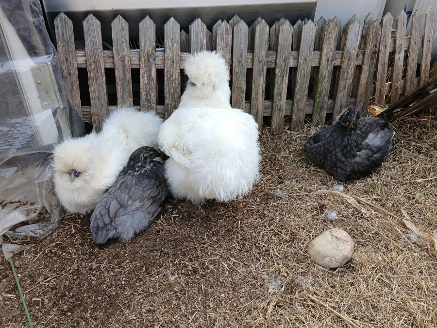 날이 건조해서 더욱 뽀송뽀송한 닭들 올리기_3.webp