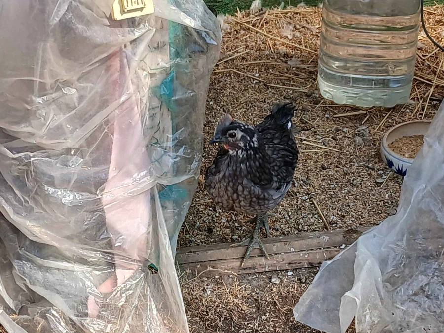 날이 건조해서 더욱 뽀송뽀송한 닭들 올리기_5.webp