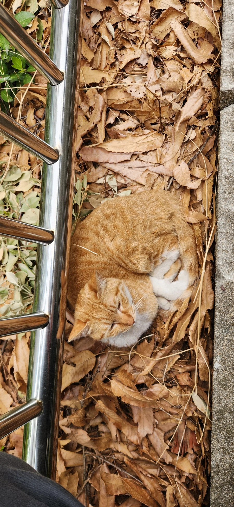 위장하는 위장냥이_1.webp