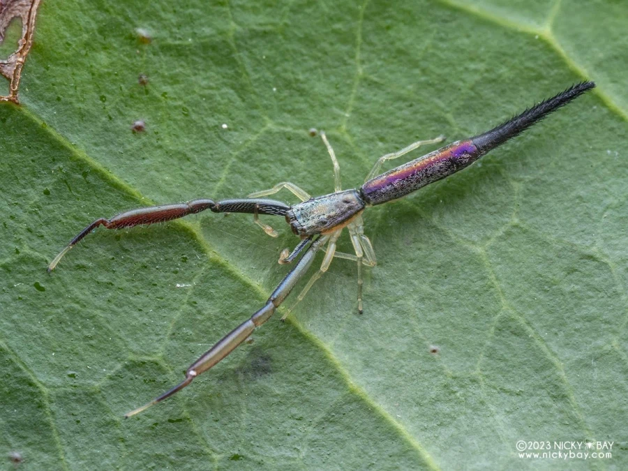 [약혐] 신기하게 생긴 거미.jpg_4.webp