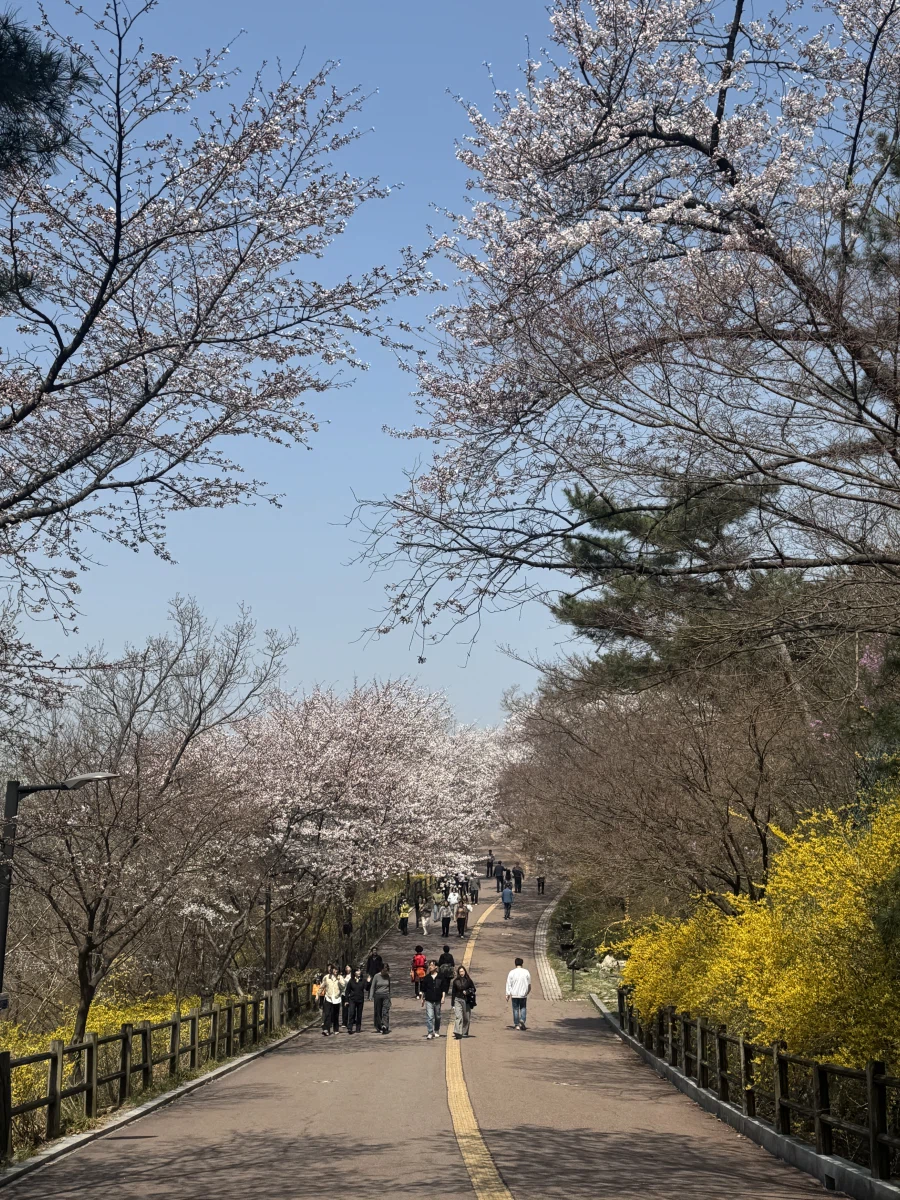 오늘 다녀온 남산 둘레길 꽃구경_3.webp