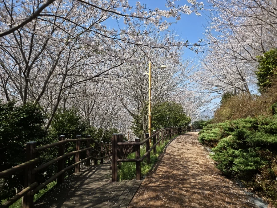 오늘 진해 벚꽃구경 다녀왔습니다._13.webp
