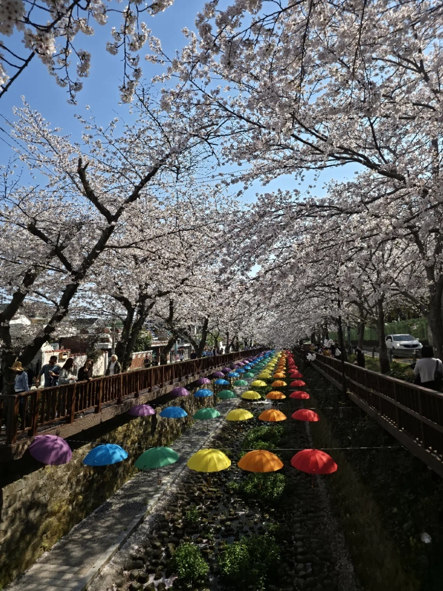 오늘 진해 벚꽃구경 다녀왔습니다._25.webp