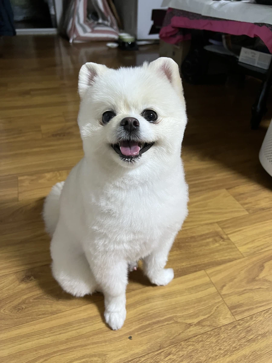 우리집 댕댕이 보고가_2.webp