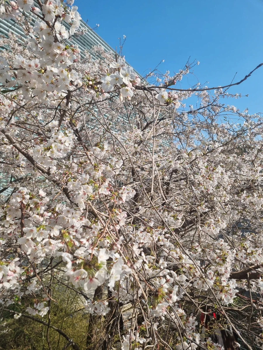 벚꽃 찍은 사진_6.webp