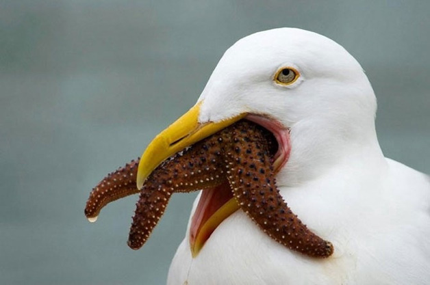아헤가오 모음집.JPG_2.jpg