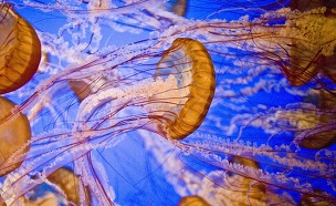 img/5/1/3/D/513DC8823C0BD4002C