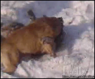 핏불vs늑대.gif_1.jpg