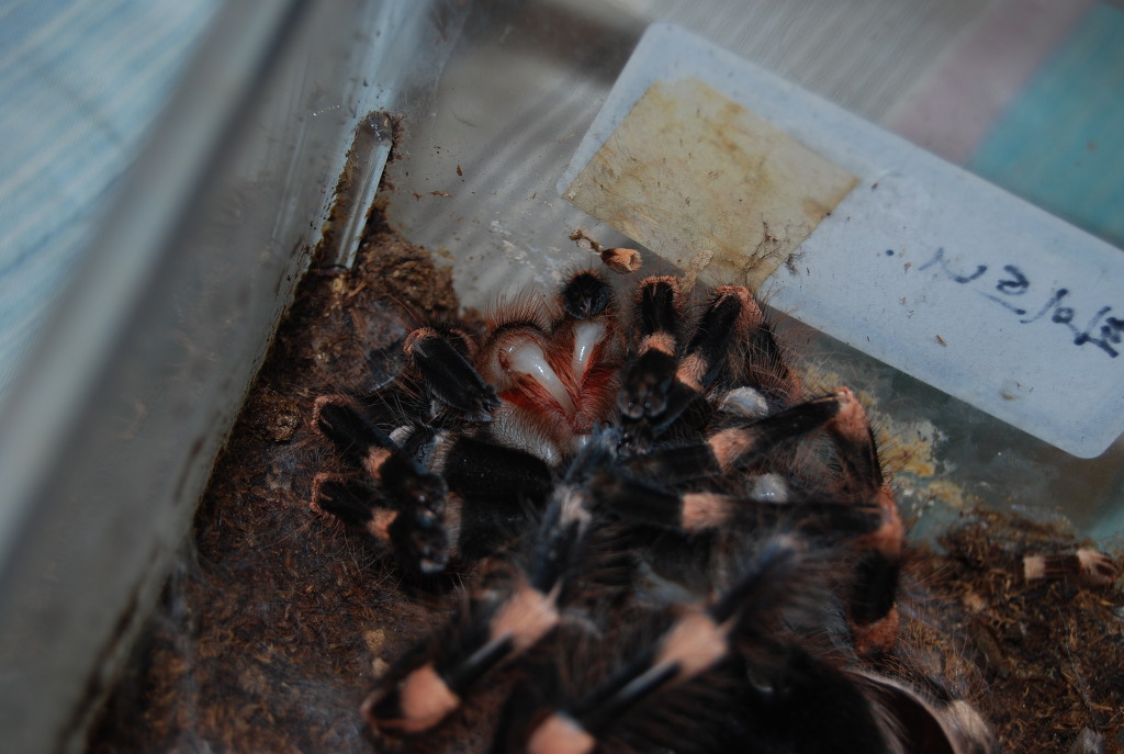 img/5/2/6/3/52638ADA42057D002E