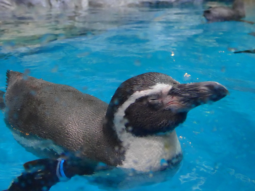 img/5/4/4/3/54437F2C4D167B000A