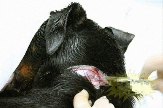 img/5/4/8/C/548C31F1483D96000B