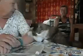 이렇게 해달라 냥.gif_1.jpg