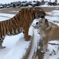 고양이와 개의 우정_1.gif