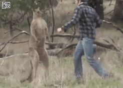 철권태그 동물확대_1.gif