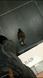 집사를 선택한 주인._1.gif