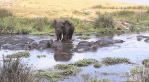 아프리카의 분노조절 치료사_2.gif