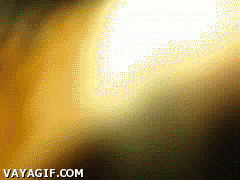 부부젤라 소리가 듣기 싫었던 개.gif_1.gif