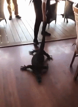 호주 일상.gif