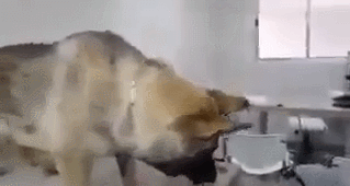 안락사 직전 주인과 신나게 노는 댕댕이.gif_2.gif