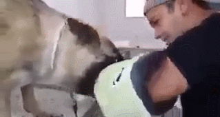 안락사 직전 주인과 신나게 노는 댕댕이.gif_4.gif