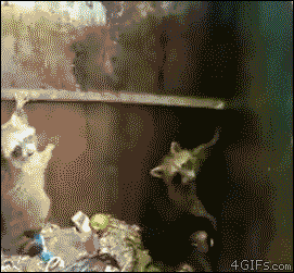 Raccoon-nods-in-thanks.gif