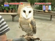 위협하는 부엉이,겁먹은 부엉이.gif_1.gif