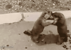 싸우는 프레리독.gif_1.gif