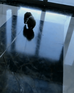 볼일이 급했던 포메라니안._2.gif