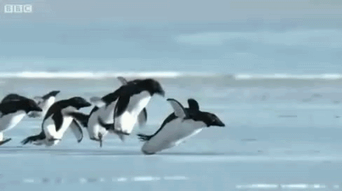 초희귀한 펭귄 나는모습 .gif_1.gif
