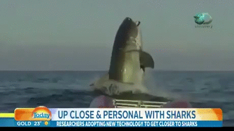 호주 앞바다 근황_1.gif