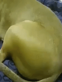 엉덩이 말랑말랑.gif_2.gif